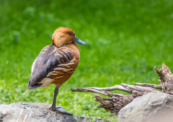 Closeup shot of a Fulvous whistling duck on the grass