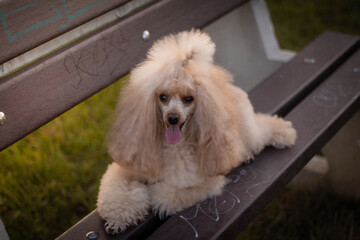 dog on the bench
