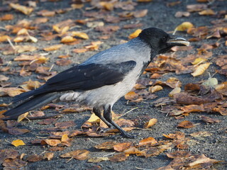 Crow in the park. Hooded crow. Corvus cornix