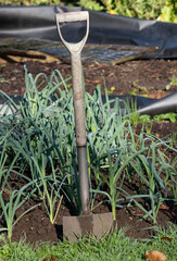 Garden spade standing in the ground at an allotment in Wells, Somerset UK