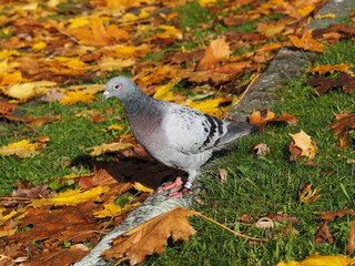 Pigeon in the park. Feral pigeon. Columba livia domestica