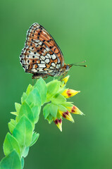 beautiful and elegant butterfly Brenthis hecate on flower awaits dawn early in the morning
