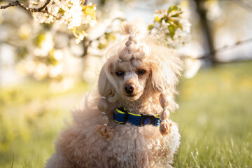 Poodle in the park