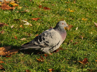Pigeon in the park. Feral pigeon. Columba livia domestica