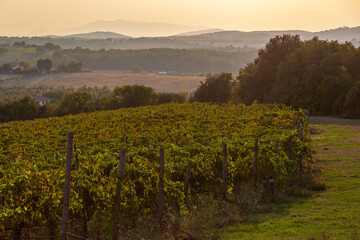 Paesaggio con vigneto