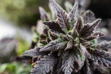 medical cannabis marijuana buds weed on white background