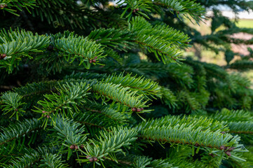 Fototapeta na wymiar Plantation of evergreen nordmann firs, christmas tree growing ourdoor