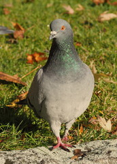 Pigeon in the park. Feral pigeon. Columba livia domestica