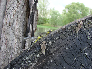 Dragonfly larvae on a tree