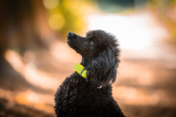 black poodle in the park