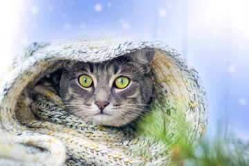 Gray cat in a warm knit wool scarf on blue background with snow