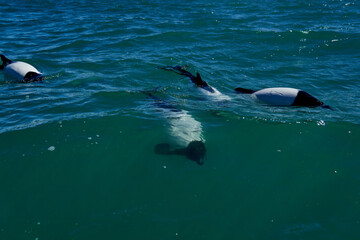 Obraz premium Black and white Commerson Dolphins swimming in the turquoise water of the atlantic ocean at the coast of patagonia in argentina, showing of their blow hole and dorsal fin and splashing some water
