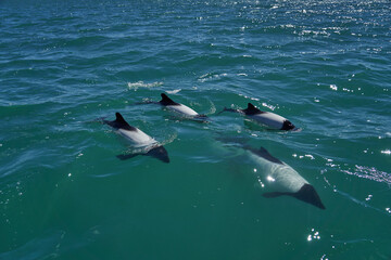 
Black and white Commerson Dolphins swimming in the turquoise water of the atlantic ocean at the coast of patagonia in argentina, showing of their blow hole and dorsal fin and splashing some water