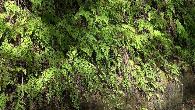 Fethiye, Turkey - 8th of November 2020: 4K Carpet of Maidenhair fern on the hill
