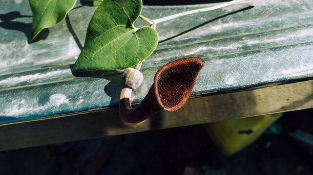 Planta orejera carnibora, planta en forma de embudo que atrae a los insectos a su interior 