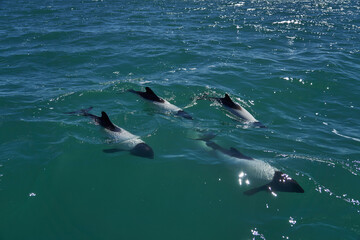 
Black and white Commerson Dolphins swimming in the turquoise water of the atlantic ocean at the coast of patagonia in argentina, showing of their blow hole and dorsal fin and splashing some water