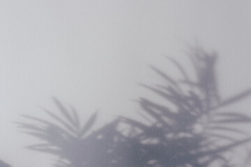 Palm leaf shadows on grey wall. Copy space. Backdrop texture for design