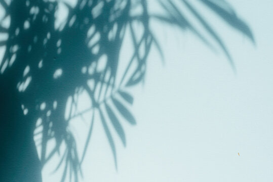 Palm leaf shadows on blue wall. Copy space. Backdrop texture for design © jchizhe