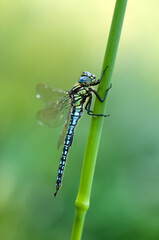 Early in the morning Large dragonfly on a blade of grass dries its wings from dew