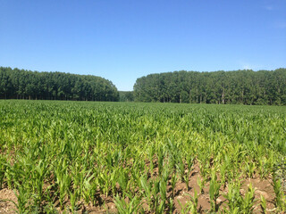 Fototapeta na wymiar field of corn