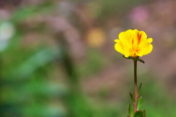 Obraz premium portulaca grandiflora or eleven o'clock flower 
