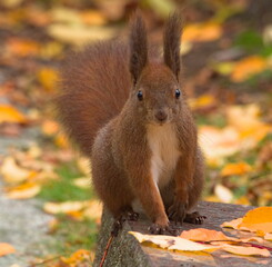 Naklejka na ściany i meble Squirrel in the park. Red squirrel. Eurasian red squirrel (Sciurus vulgaris)