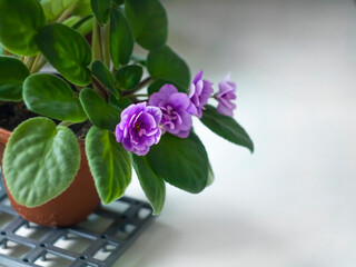 Fototapeta na wymiar Purple violets with green leaves in a pot blooming on a white background of a window sill on a sunny working day