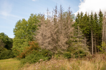 vertrocknete Bäume im Wald