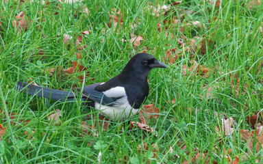 magpie stands on green grass