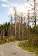 vertrocknete Bäume im Wald