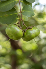 Close up Sonneratia ovata fruit in a garden. Sonneratia ovata is a mangrove tree in the family Lythraceae.