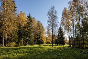 Deciduous and coniferous trees in the park in autumn.