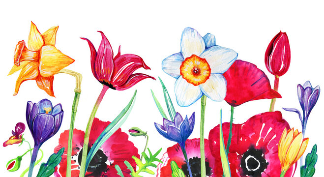 Wild flowers on the bottom of the page. Poppies, narcissuses, tulips. Hand drawn watercolor sketch illustration on white background