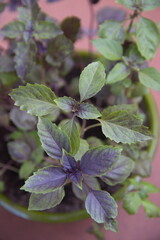 Purple basil, ocimum  basilicum plant, aromatic edible medicinal plant