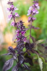 Obraz premium Blossom of purple basil, green -purple basil plant, ocimum basilicum plant, Green basil, Ocimum álbum, American basil, Saint-Joseph's-wort plant 