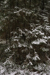 Fir trees in late autumn