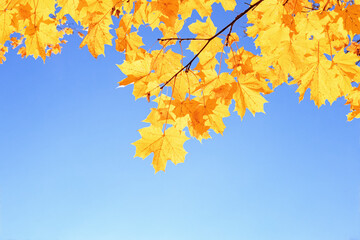 Naklejka na ściany i meble autumn background, yellow maple leaves on a blue sky background, leaf texture in sunlight, place for text, blank for design