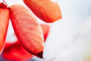 Close up sur une feuille d'automne colorée avec de la lumière en transparence - Arrière plan naturel coloré