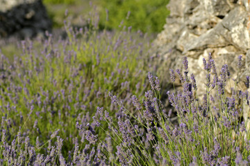 Lavender field in Brusje, Hvar Island, Croatia