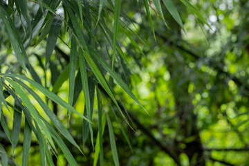 Asian Bamboo forest green bamboo leaves. bamboo leaves background, fresh green bamboo bush background. photos of green bamboo leaves .