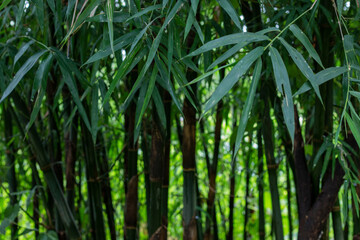 Naklejka na ściany i meble Asian Bamboo forest green bamboo leaves. bamboo leaves background, fresh green bamboo bush background. photos of green bamboo leaves .