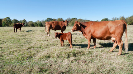 Fototapeta na wymiar Red Angus Cattle in a pasture with calf