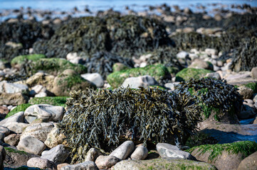 Bladderwrack seaweed covering rocks in Clevedon, Somerset