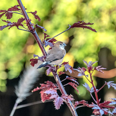 Oiseau bec de plomb sur branche rouge
