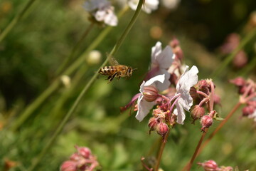 Bee flying to flower