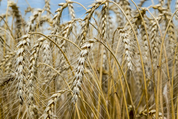 A ripening field of wheat on a sunny summer day.