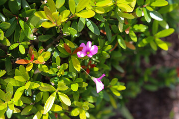 A beautiful pitangueira in the home garden.