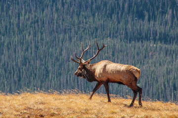Colorado Elk
