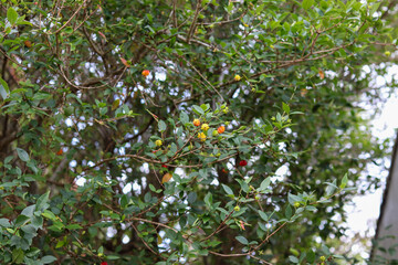 Pitangueira, a tree of Brazilian origin, native to the Atlantic Forest.