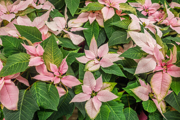 bright christmas background of pink poinsetia flowers